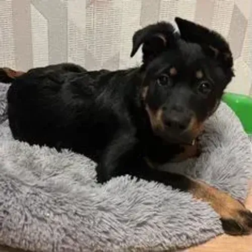 Rottweiler,Rottweiler Filhote Muito Amoroso e Dócil