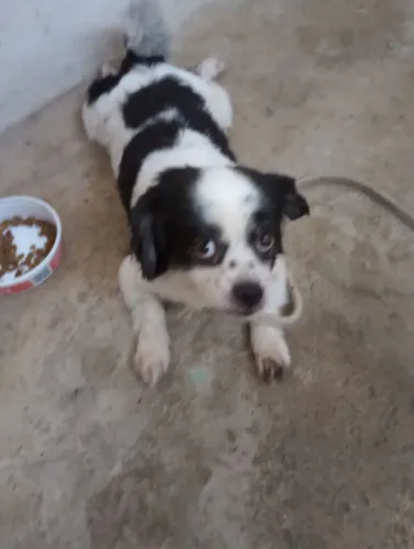 Cachorro 