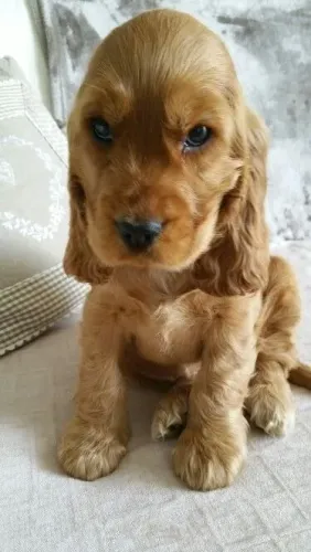 Cocker Spaniel O Cocker recebeu carinho de todos os visitantes.