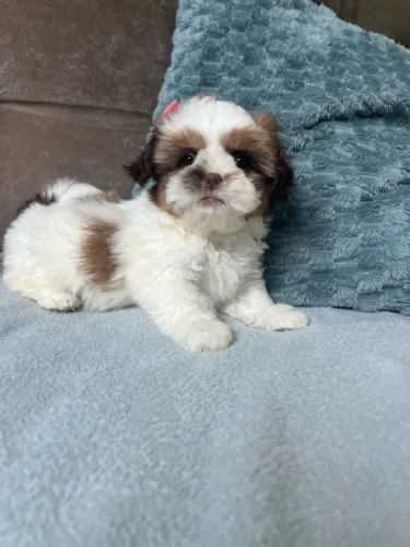 Shihtzu fêmea