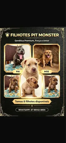 Pit bull