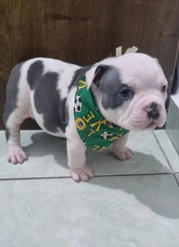 American Bully Fêmea 