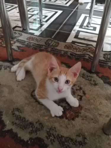 Gatinho para doação 