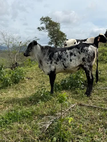 Novilha Girolanda