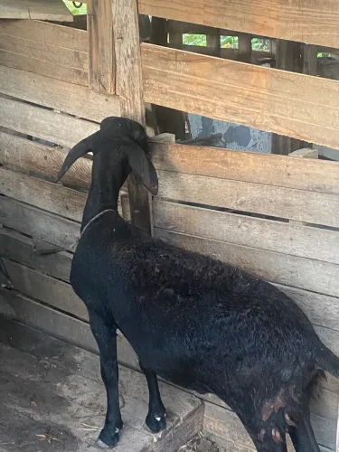Caroneiro e ovelha prenha ( já perto de você parir )