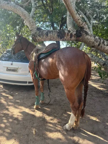 Cavalo quarto de milha 