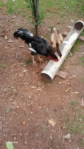 Casal de galinhas