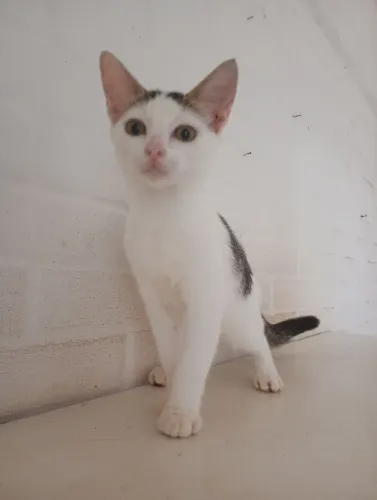 Gatinho para adoção 