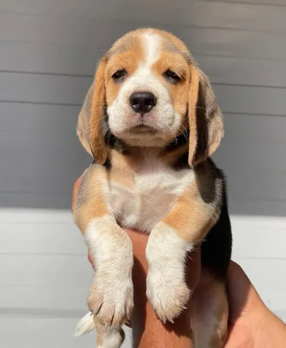 Filhotes de Beagle | Um olhar que transmite confiança.