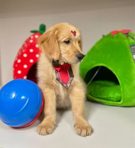 Golden Retrieve fêmea e macho