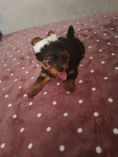 Vende -se duas lindas, filhotes de Yorkshire,cheias de amor pra dar 2 meses de vida.