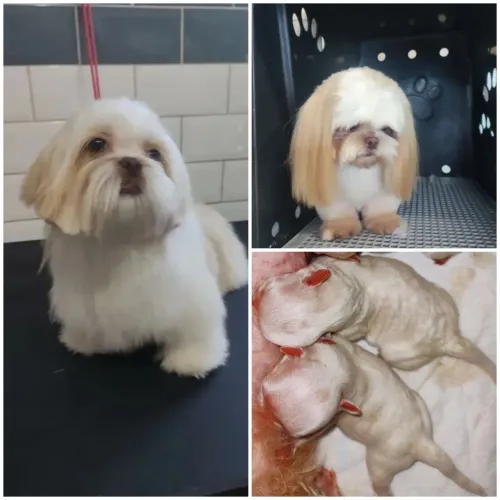 FILHOTES DE SHITZU