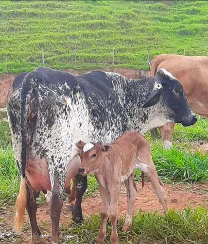 VACA LEITEIRA