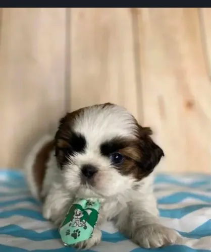 Shihzu mini fêmea e machinho mini já tá disponível pra retirada