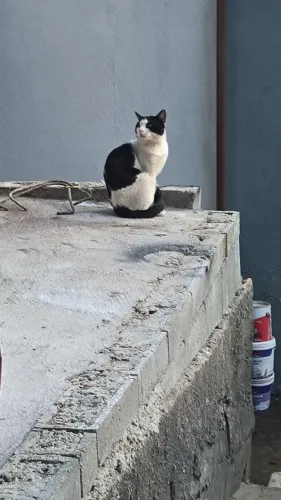Gatinhos para adoção
