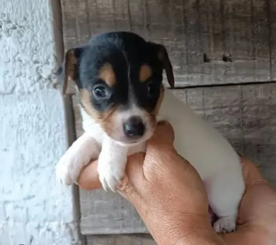 Fox paulistinha pronta a entrega 