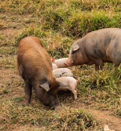 casal de porco
