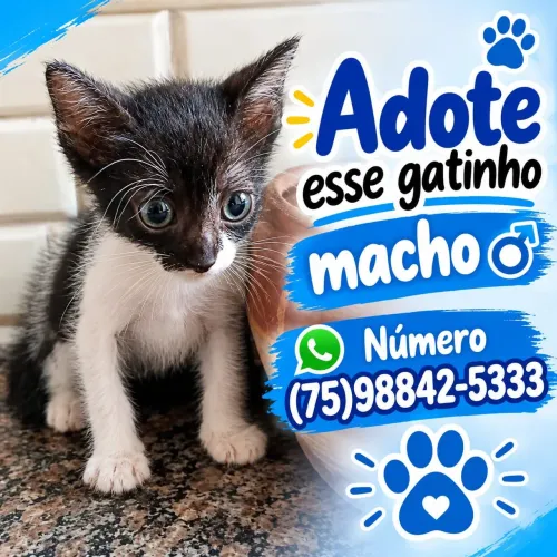 Gatinho filhote para adoção