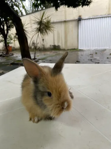 Coelhos mini lion 