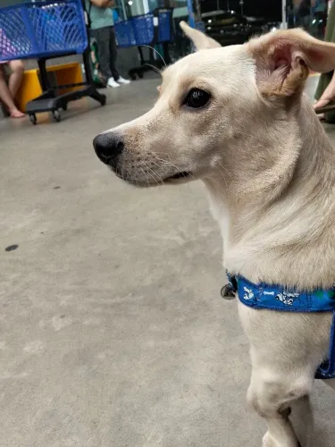Cachorro Adulto SRD