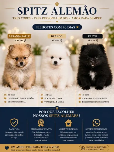 Spitz Alemão filhotes, Fêmeas e Machos