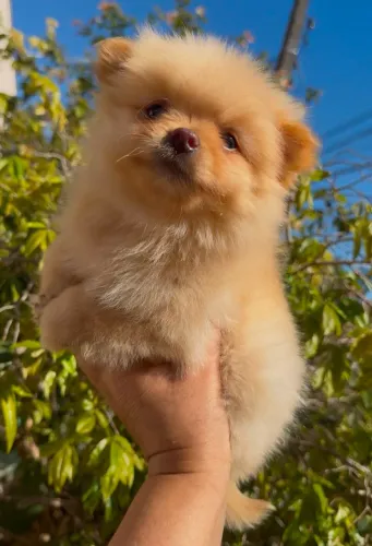 Lulu da Pomerânia Anão MACHO Spitz alemão