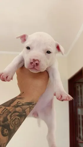 Pitbull fêmea 