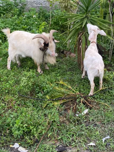 Casal mini cabra