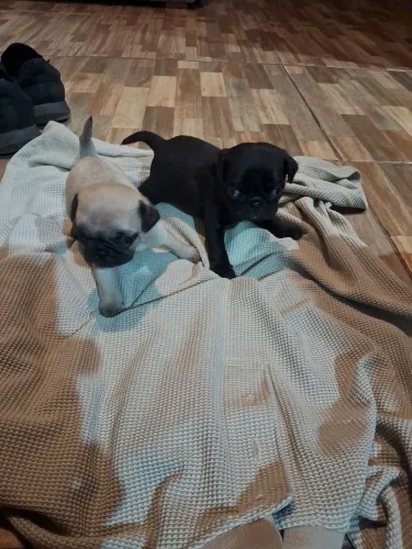 Pug 901pra reserva 