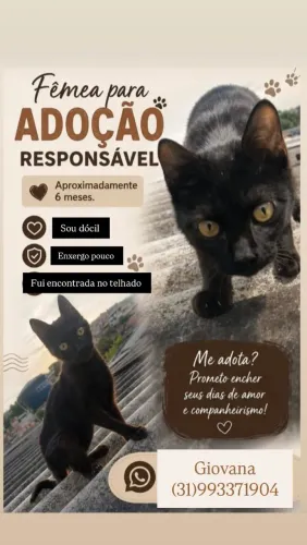 Gatinha para adoção responsável 