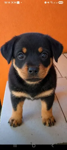 Filhote de rottweiler