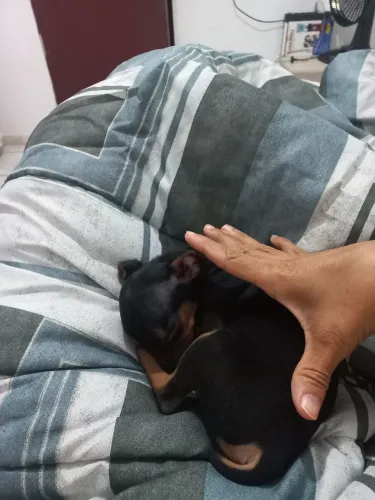 Pinscher femia zerinha