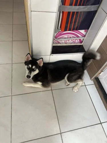 Vendo husky siberiano 9 meses fêmea