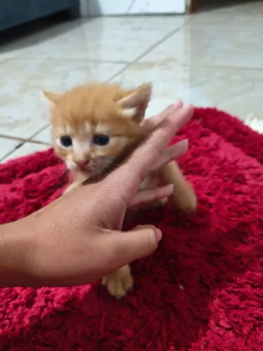 Doação responsável de Gatos 