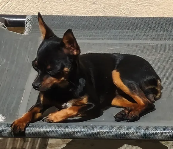 Vendo fêmea pinscher 