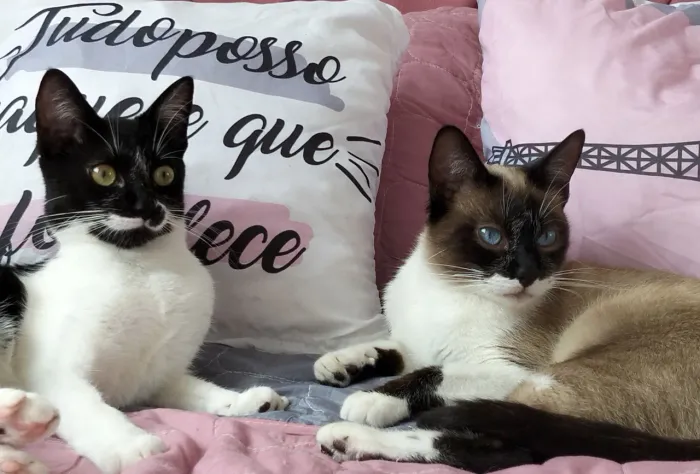 Doação de gatinhos