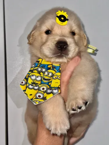  Golden Retriever/ Disponível macho e fêmea 