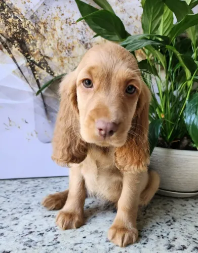 Cocker - Filhotes Maravilhosos  Com Pedigree!! 