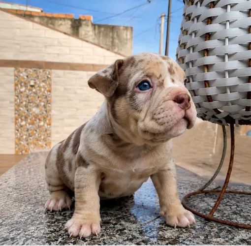 Filhotes de American Bully