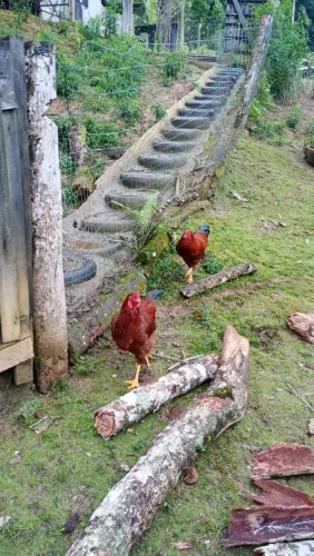 Galos