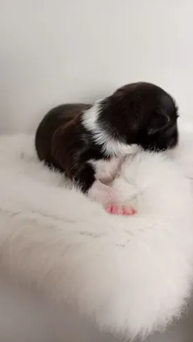 Shih tzu Black de botas