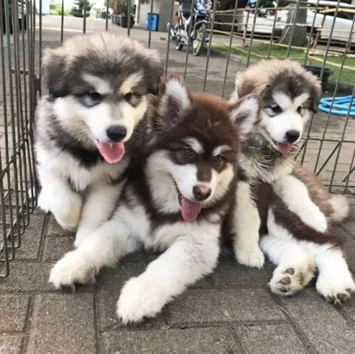 Filhote de cachorro Husky com temperamento amigável e dócil