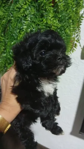 Poodle machinho legítimo 