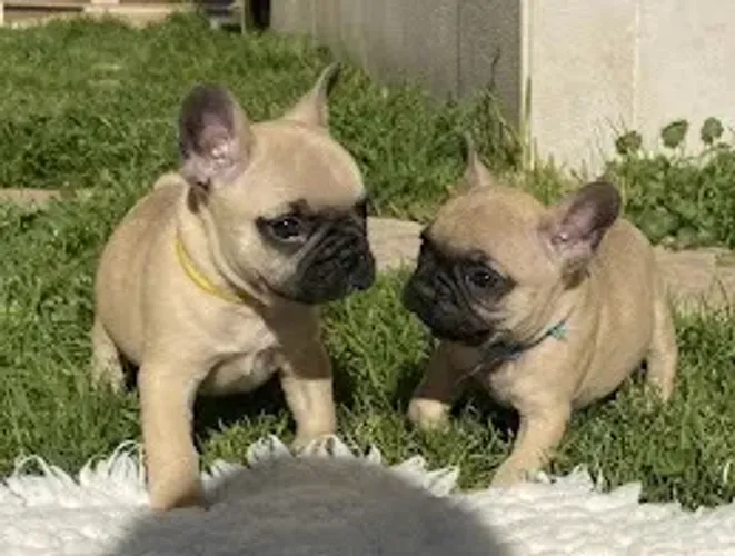 Bulldog Francês todas as cores, garantia total de saúde em contrato