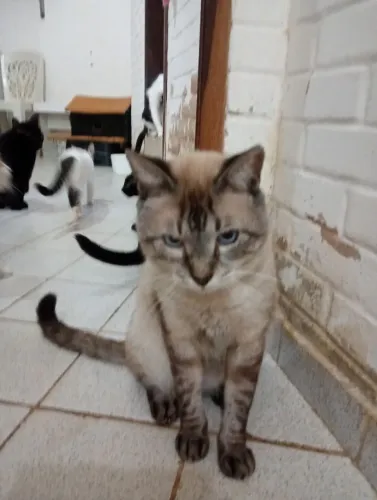 Gato castrado para adoção 