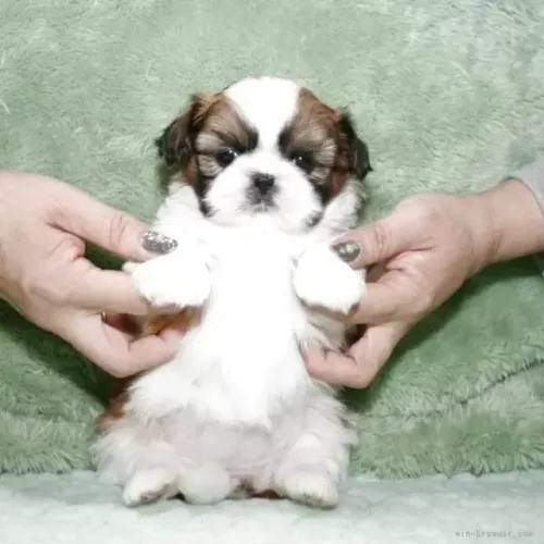Shih tzu/shitzu Macho e Fêmea com Pedigree São Paulo