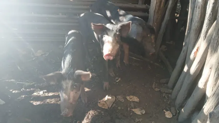 Porcos 