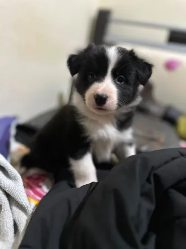 Border collie
