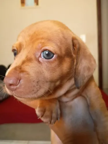 Vendo filhote de cachorro da raça Basset 