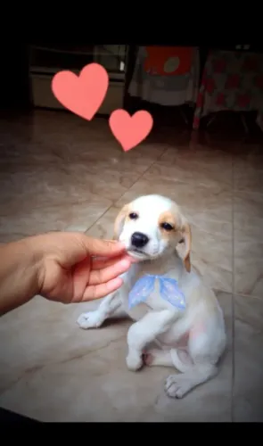 Doação de filhotes de Basset 